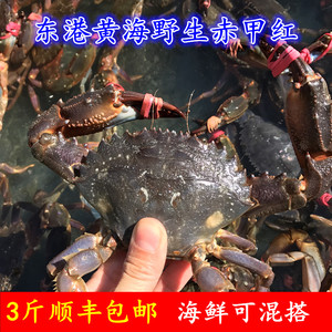 丹东东港野生赤甲红蟹海鲜鲜活水产活赤甲红蟹花盖蟹包邮鲜活