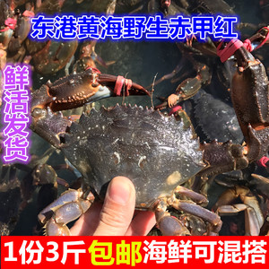 丹东东港野生赤甲红蟹海鲜鲜活水产活赤甲红蟹花盖蟹包邮鲜活