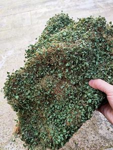 金钱草 浙江小叶金钱草 干中草药材金钱草 茶溶石草 马蹄金500g