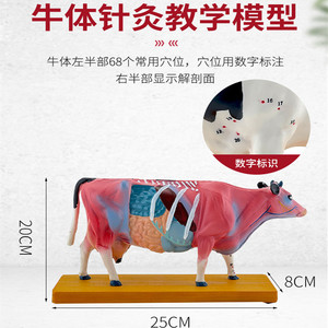 牛针灸模型 动物解剖模型 牛穴位模型 奶牛模型 兽医教学牛解剖