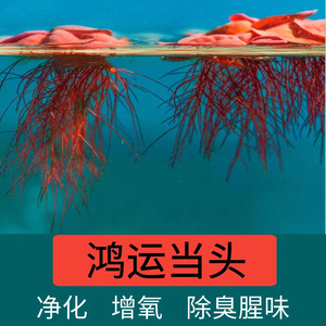 乌龟缸鱼缸专用造景水草水培植物增氧净化浮萍别墅红毛丹装饰摆件