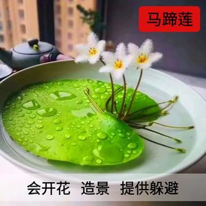 浮萍水草植物鱼缸造景水培植物一叶莲水芙蓉水葫芦和鱼共养冒泡