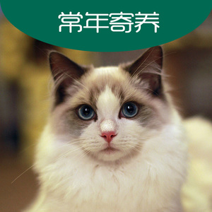 北京猫咪寄养宠物酒店柜养家庭散养签协议包猫粮猫砂罐头常年800