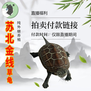 上海伊雯龟鳖 苏北金线草龟外塘养殖活体宠物小乌龟黑金精品乌龟