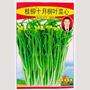 广西十月柳叶菜心种子10克 桂林卷叶扭叶菜花多芽菜耐寒