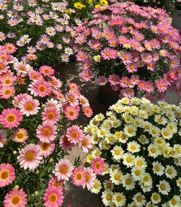 玛格丽特菊花苗糖果玛室外庭院植物阳台花卉多年生耐寒耐热50穴苗