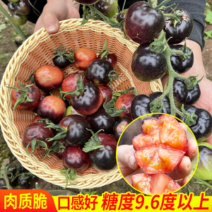进口黑番茄种子美国黑宝石西红柿种籽水果家庭菜园春季盆栽蔬菜籽