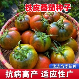 正宗铁皮柿子丹东西红柿种子苗水果草莓番茄种籽盆栽四季蔬菜种子