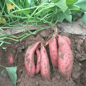 河南红心蜜薯糖心超甜红薯新鲜农家自种沙地西瓜育苗地瓜番薯种子