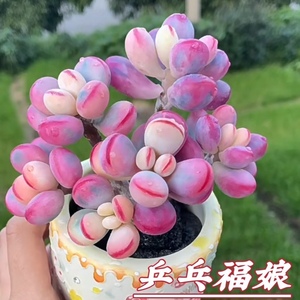 乒乓福娘群生老庄多头多肉植物组合盆栽办公室阳台桌面绿植花卉