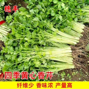 四季黄心香芹种籽芹菜种籽白黄心土芹秋冬农家庭院阳台种菜蔬菜孑