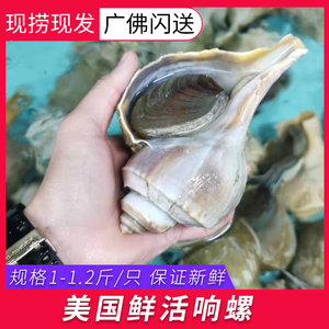 【广州闪送】美国响螺鲜活海鲜水产野生大红螺超大海螺东风螺