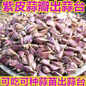 2024紫皮蒜瓣出蒜台蒜苗新鲜红皮蒜非云南独干大蒜种子小香蒜