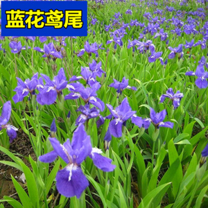 鸢尾花苗 盆栽蝴蝶兰鸢尾花苗 蓝花鸢尾蓝花蝴蝶兰苗绿植花卉植物