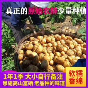 【老品种】正宗恩施小土豆湖北富硒土豆马尔科农家新鲜高山洋芋