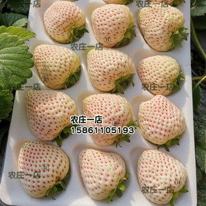 奶油草莓种子水果种籽四季种苗家庭春季秋冬季盆栽草莓种籽孑阳台