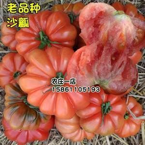 马蹄番茄种子大西红柿种籽潮汕老品种沙瓤四季蔬菜阳台水果孑苗秧