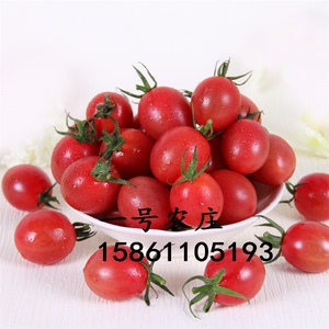 千禧番茄种子小西红柿种籽草莓圣女果种苗瓜果香甜盆栽水果蔬菜孑