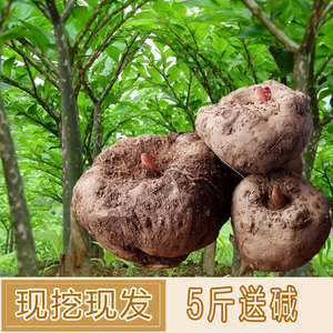 现货云南高山种植新鲜魔芋 魔芋头粉片魔芋豆腐原料非种子魔芋5斤
