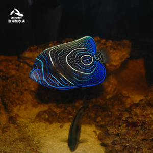 海水鱼热带水族宠物 东非蓝圈蓝纹神仙 海水鱼缸热带鱼宠物活体观