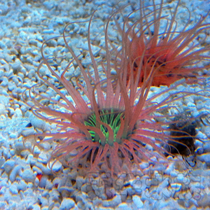 海水鱼海水观赏鱼活体珊瑚热带鱼宠物鱼海水神仙鱼红色绿芯千手佛