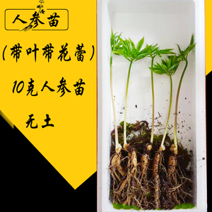 【带叶带花蕾人参苗】长白山东北新鲜正宗种植盆栽5g10g室内桌面