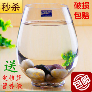 恐龙蛋绿萝 水培玻璃花瓶 透明水培植物花盆 大号 富贵竹瓶子鱼缸
