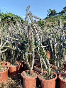 亚龙木马达加斯龙多肉植物仙人球开花地狱魔针嫁接球仙人掌仙人柱