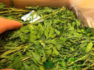 兔子林-2023年 紫花苜蓿草 杆细叶绿 嫩尖香绿 三箱江浙沪包邮