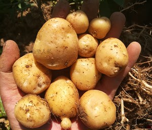 老品种土豆 黄心洋芋 马铃薯 农家土豆 非转基因 土豆种 5份包邮