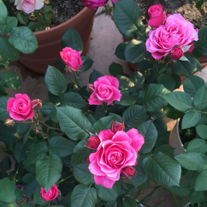 欧月永远的马焦雷大花微月月季花苗盆栽阳台绿植蔷薇玫瑰