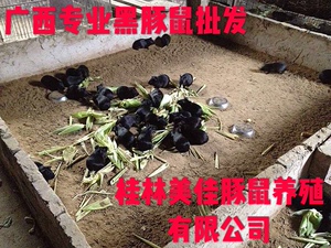 自养繁殖黑豚鼠成年豚（1公3母）/荷兰猪/成年豚鼠活体/繁殖组合