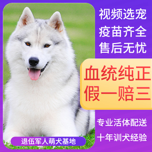 纯种哈士奇幼犬二哈阿拉斯加犬雪橇犬蓝眼宠物狗狗幼犬真狗活幼体