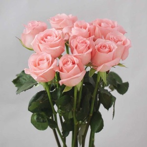 切花玫瑰盆栽 戴安娜 观花切花月季大花多季开花粉色玫瑰绿植花苗