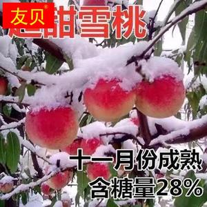 现摘冬桃冬雪青桃脆桃毛桃孕妇新鲜水果当季整箱非水蜜桃