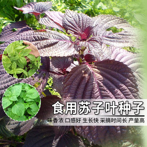 紫苏种子绿苏香草盆栽阳台四季可种植食用苏子叶种籽蔬菜种孑种苗