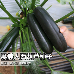黑美丽黑色西葫芦种子可生吃西葫芦种籽农家四季种植蔬菜种孑