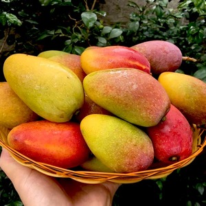 顺丰三亚水果树上熟贵妃芒红金龙新鲜5斤芒果应季最后一天接单！