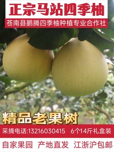 【已售罄】开始采摘正宗温州苍南马站中魁四季柚子老抛柚树6个14