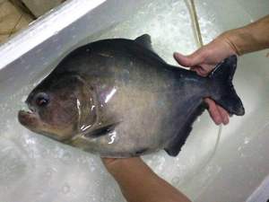 秘鲁 黑色  黑食 水 虎 活体。观赏鱼，热带鱼
辛古黑