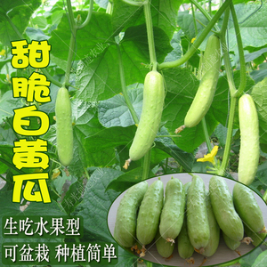 海阳白黄瓜种子水果黄瓜种籽四季种植小黄瓜农家菜园盆栽蔬菜种孑