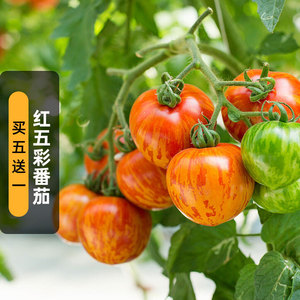 红五彩番茄种子100粒红色斑马西红柿圣女果蔬菜种籽室外阳台春播