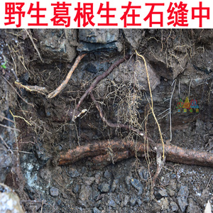 葛根野生葛根片葛根块葛根茶葛根野生葛根丁茶天然葛根干块丁送一