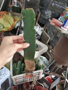 嫁接砧木 三角柱三棱箭可以做嫁接蟹爪兰的仙人掌科植物砧木