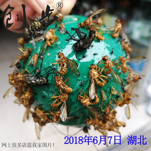 诱蝇球柑橘大实蝇球粘虫球针蜂贴引诱剂果蝇诱捕器绿色大食蝇球绣