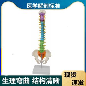 45CM人体脊柱模型生理弯曲腰椎间盘神经骨盆股骨头正骨练手小针刀
