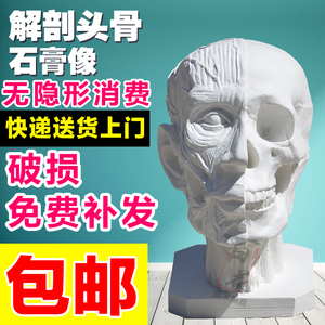 解剖头骨石膏像骷髅头模型美术绘具素描写生静物雕像雕塑石膏摆件