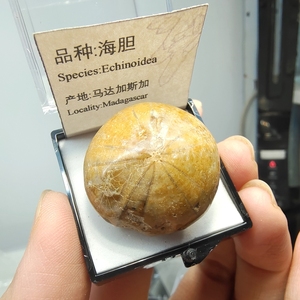 天然古生物海胆化石动物原石地质科普教学标本礼品