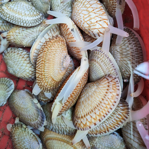 2斤包邮琉璃花蛤福建东山岛野生新鲜活油蛤海鲜贝类水产蛤蜊花甲