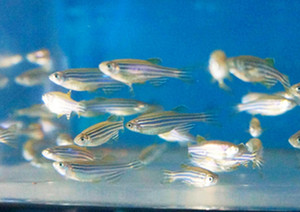 实验斑马鱼AB/TU品系3~12月成年斑马鱼胚胎鱼卵繁殖药理毒理科研